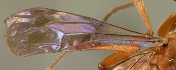 Media type: image;   Entomology 23016 Aspect: wing